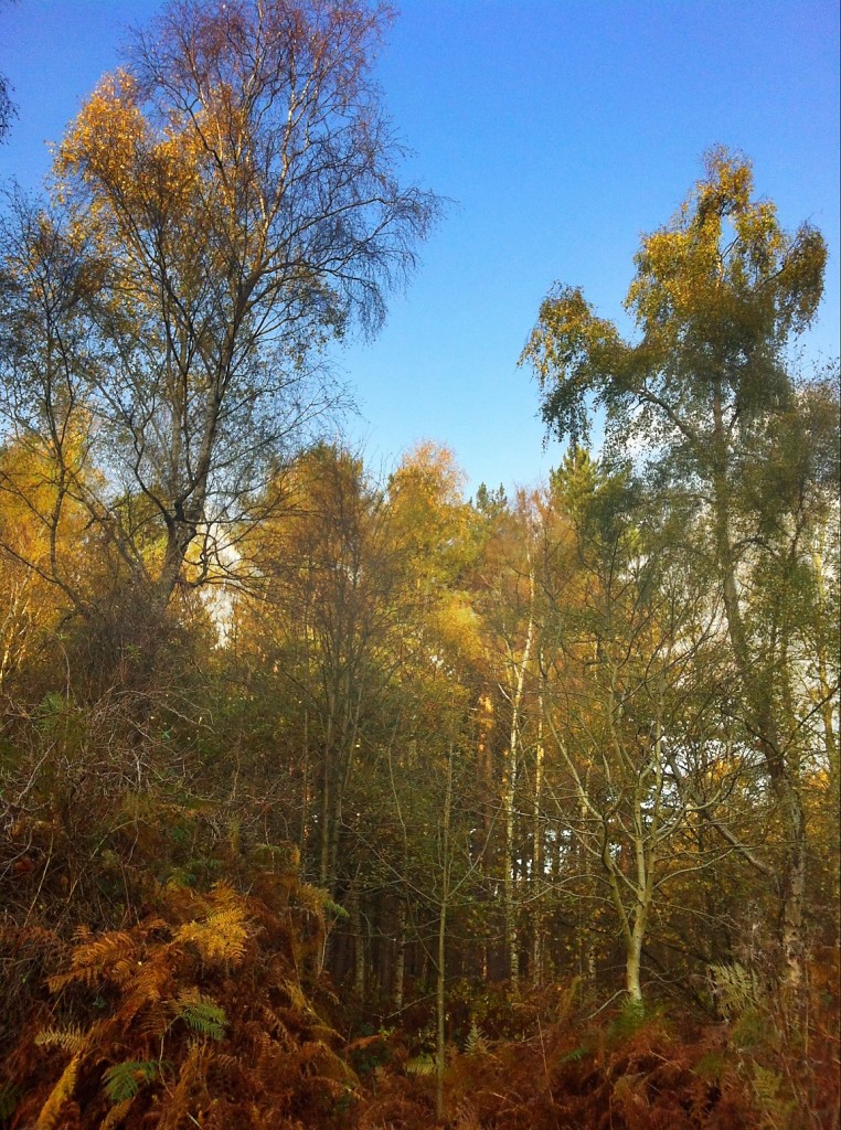 Autumn Stapleford Wood