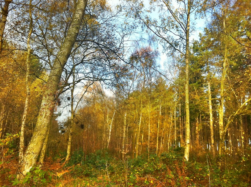 Autumn Stapleford Wood