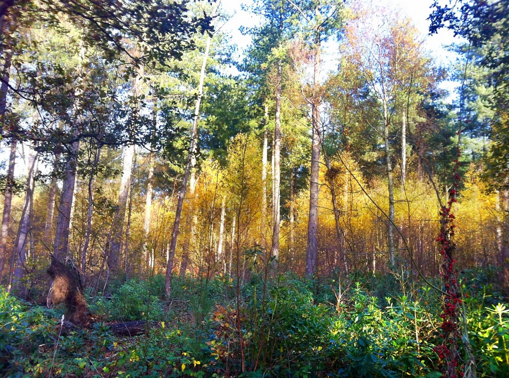 Autumn Stapleford Wood