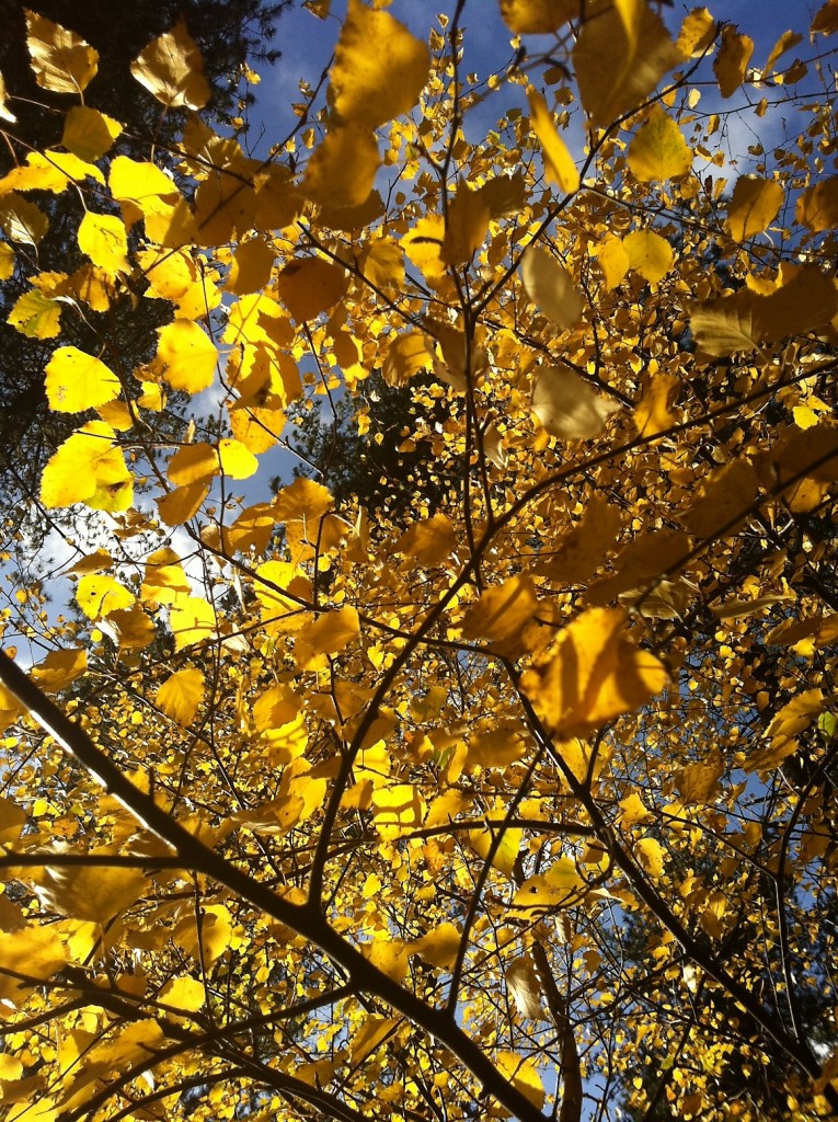 Autumn Stapleford Wood