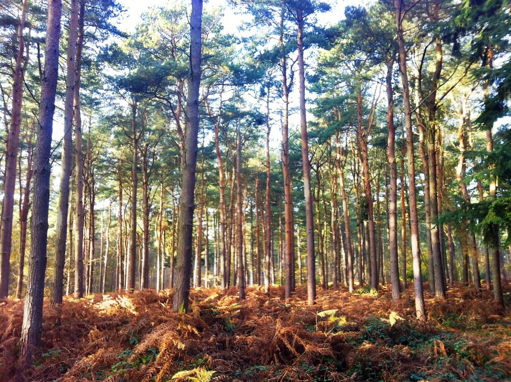 Autumn Stapleford Wood