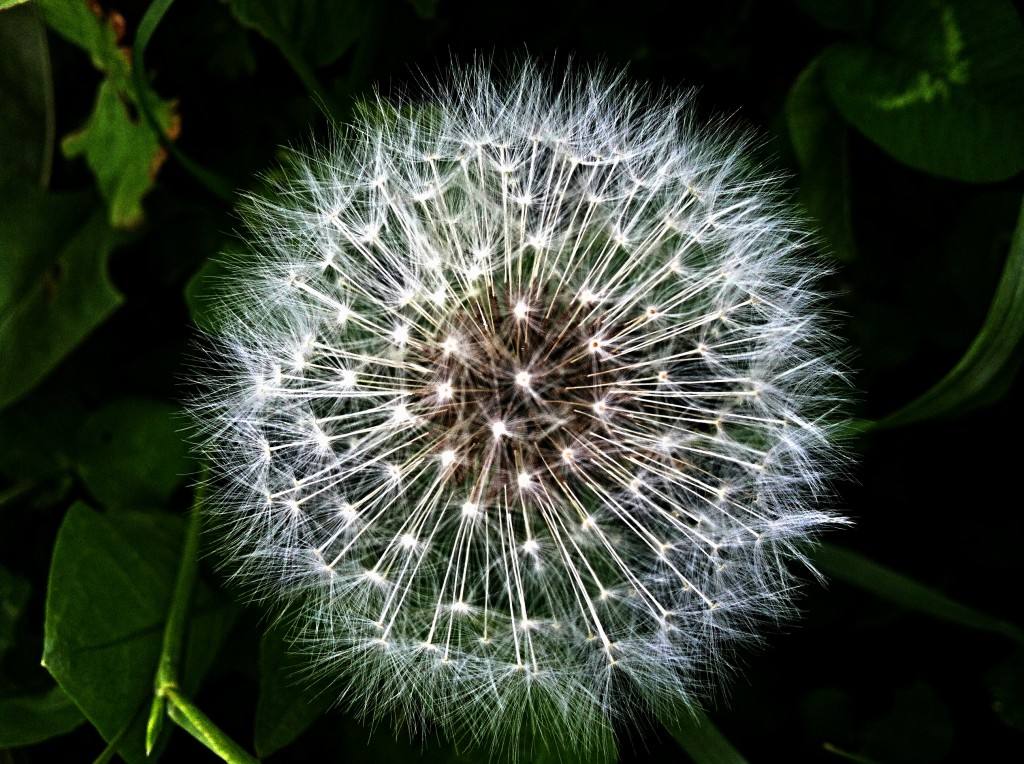 Dandelion Processed