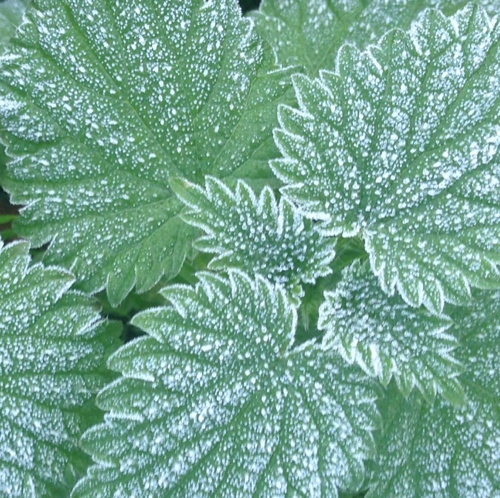 Frosty Nettles - for the BlogPad Pro team