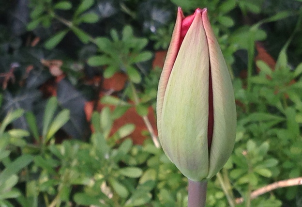 New Tulip