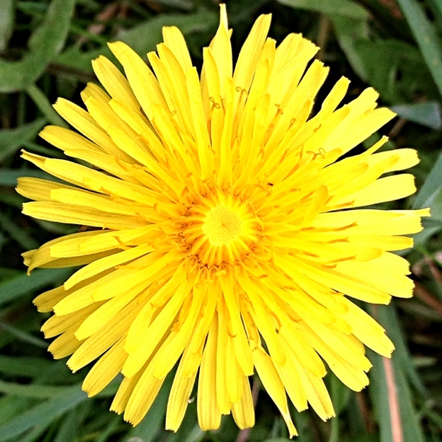 Dandelion