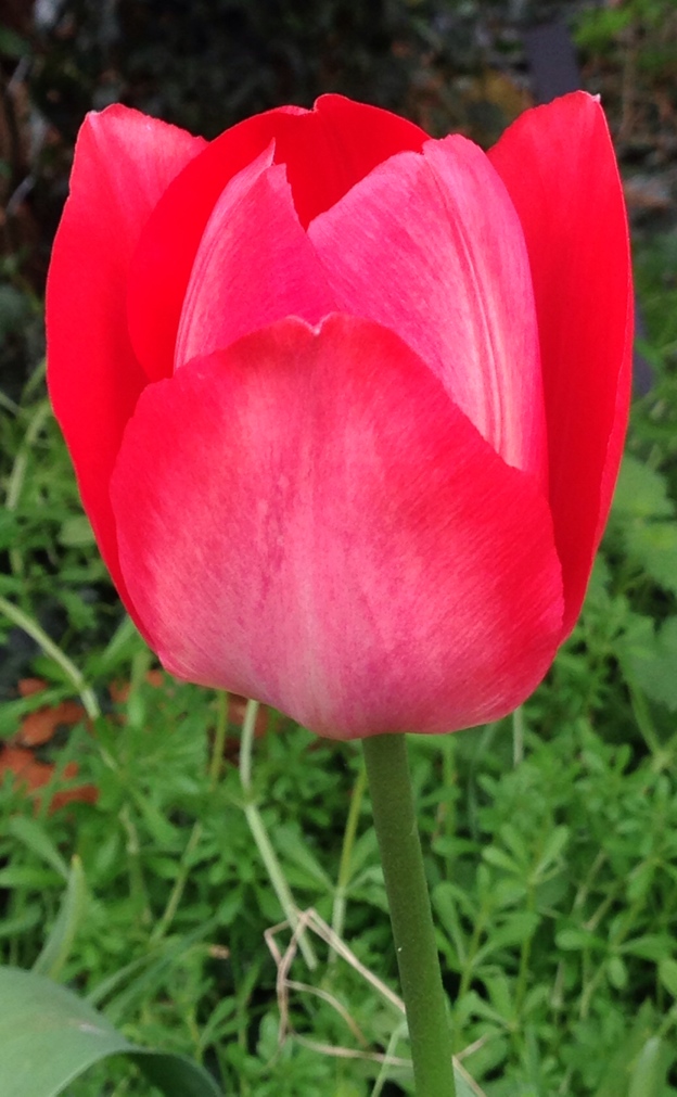 Tulip