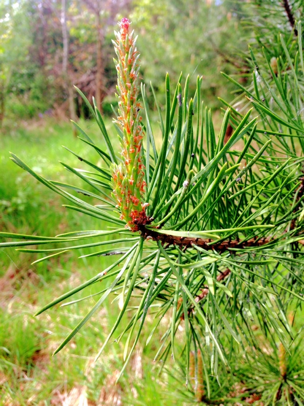 Pine tree