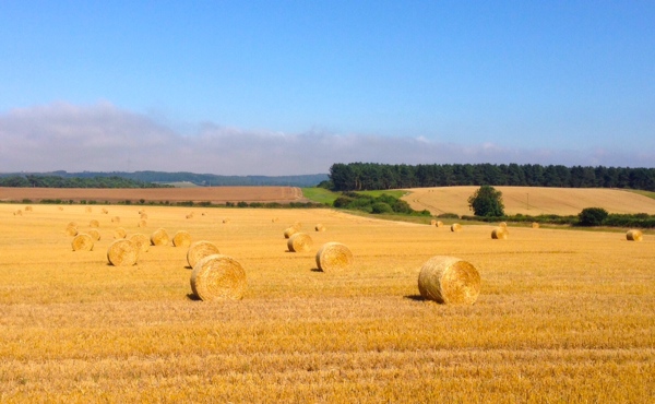 Lincolnshire Harvest