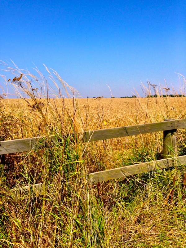 Lincolnshire fields