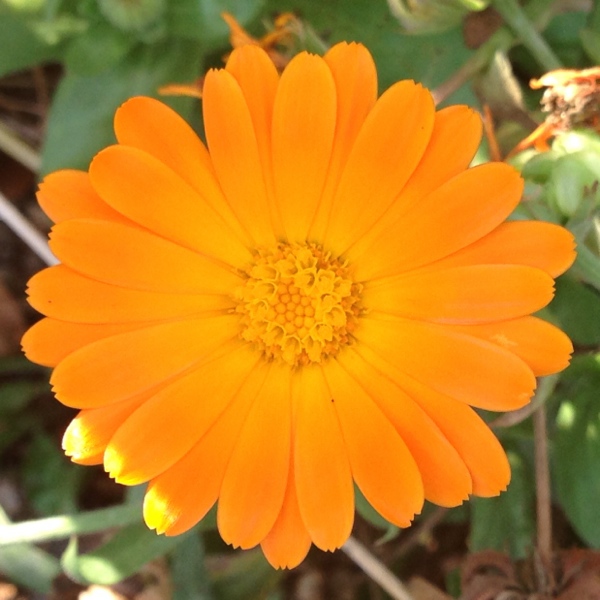 Orange flower