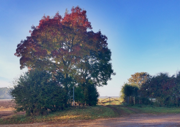 Autumn walk - a convenient bench for a tea break