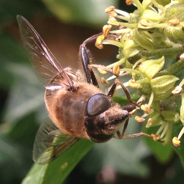 Bee taken using macro mode on iPhone Camera+ app