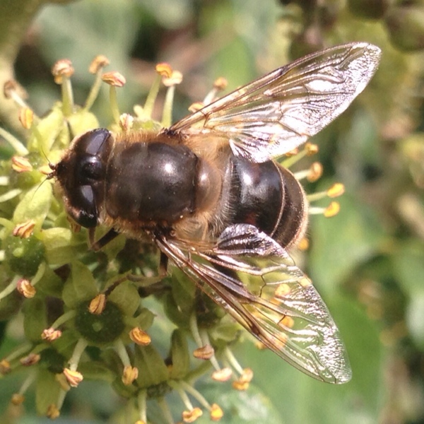 Bee taken using macro mode on iPhone Camera+ app