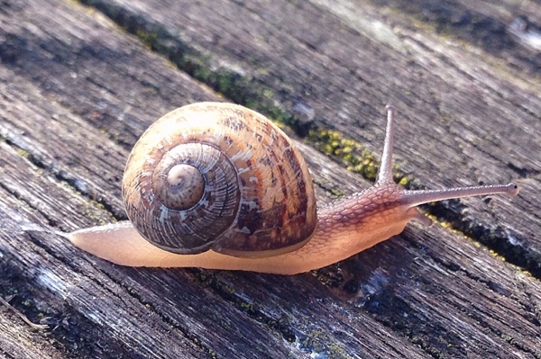 Snail - Camera+ macro mode