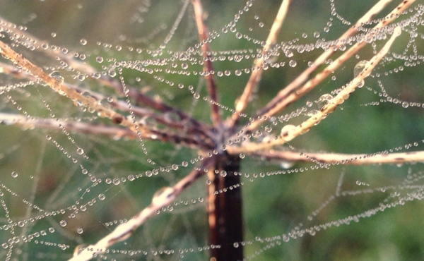 Spider's web Camera+ macro mode.