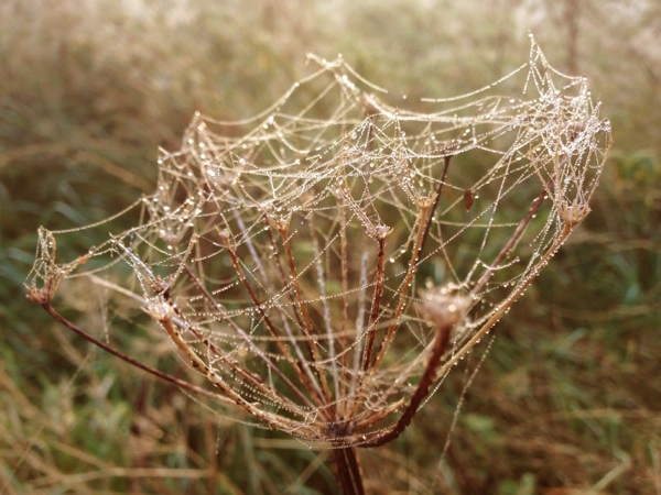 Spider's web Camera+ macro mode