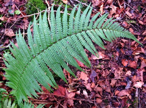 Fern leaf