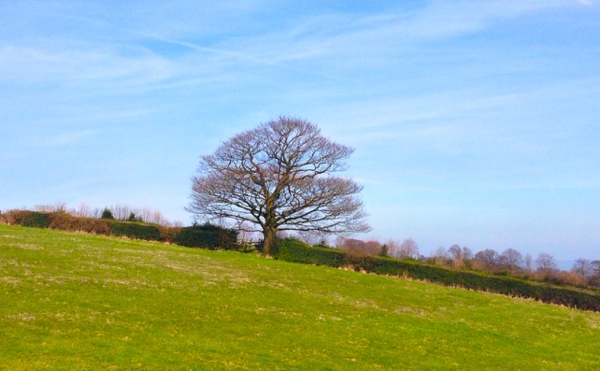 Lone tree - walking in the Peak District