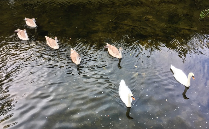 Swan family