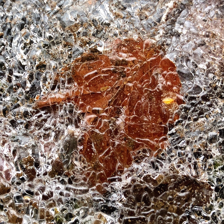 Leaf embedded in ice
