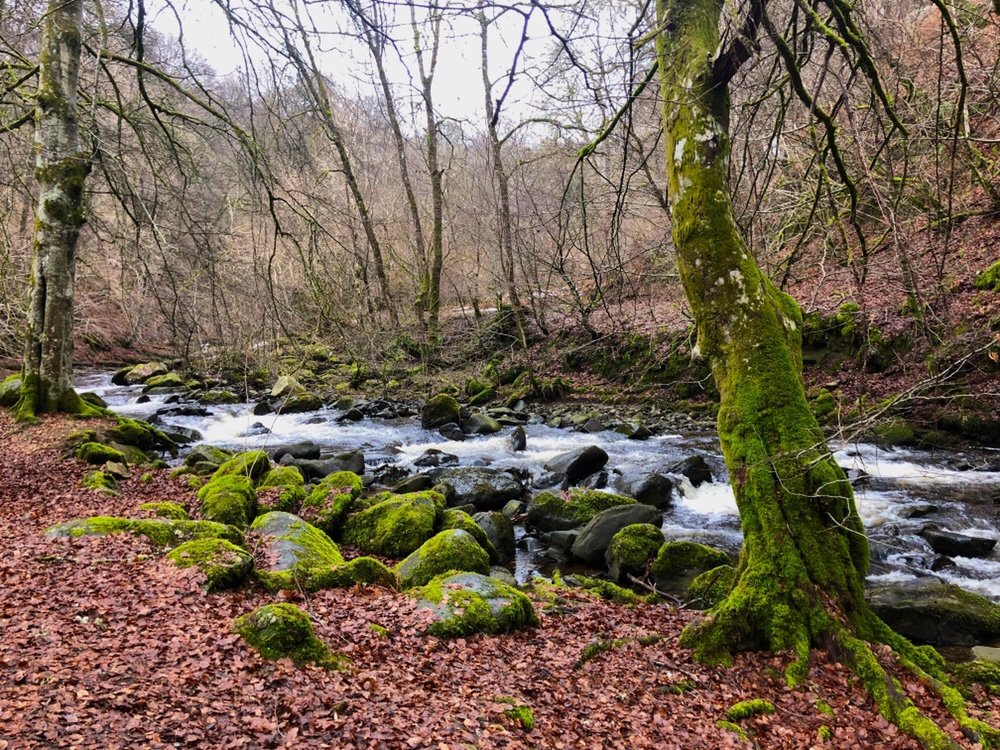 The Birks of Aberfeldy