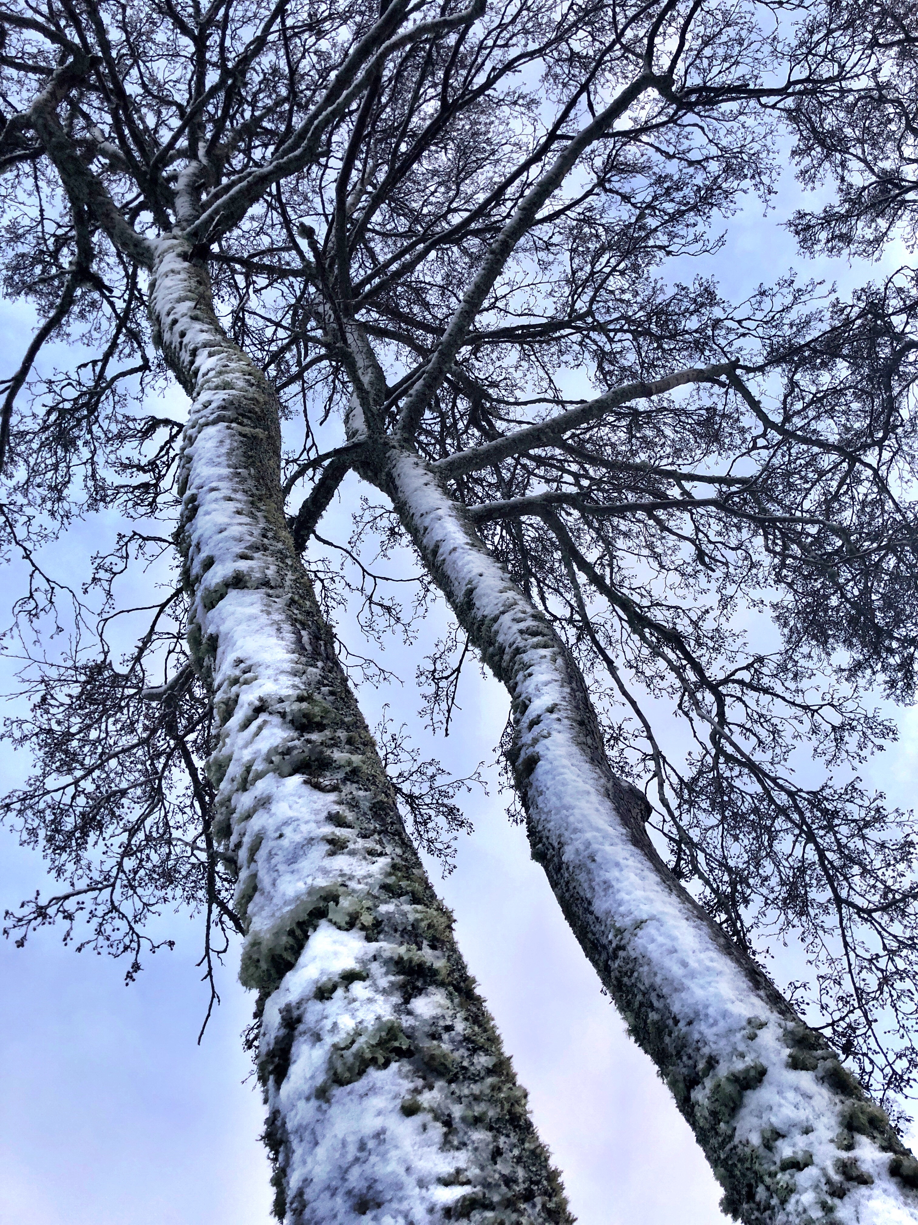 Trees with snow