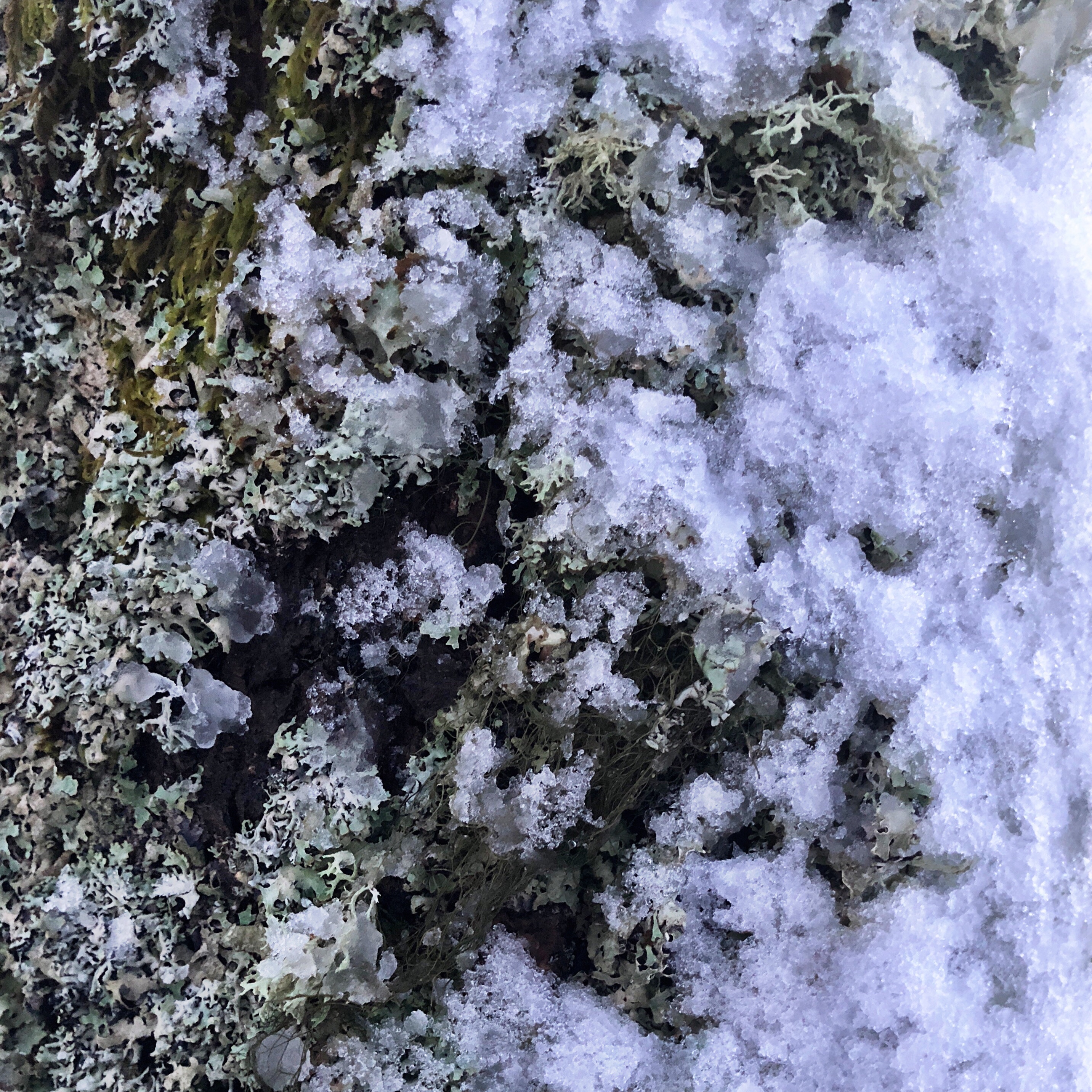 Trees with snow