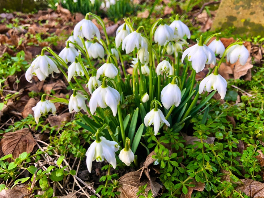 Snowdrops