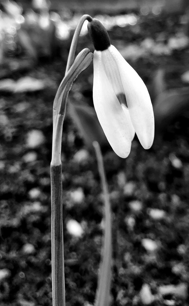 One snowdrop