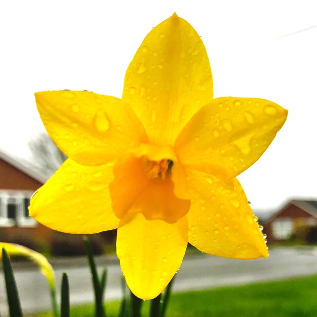 Daffodil