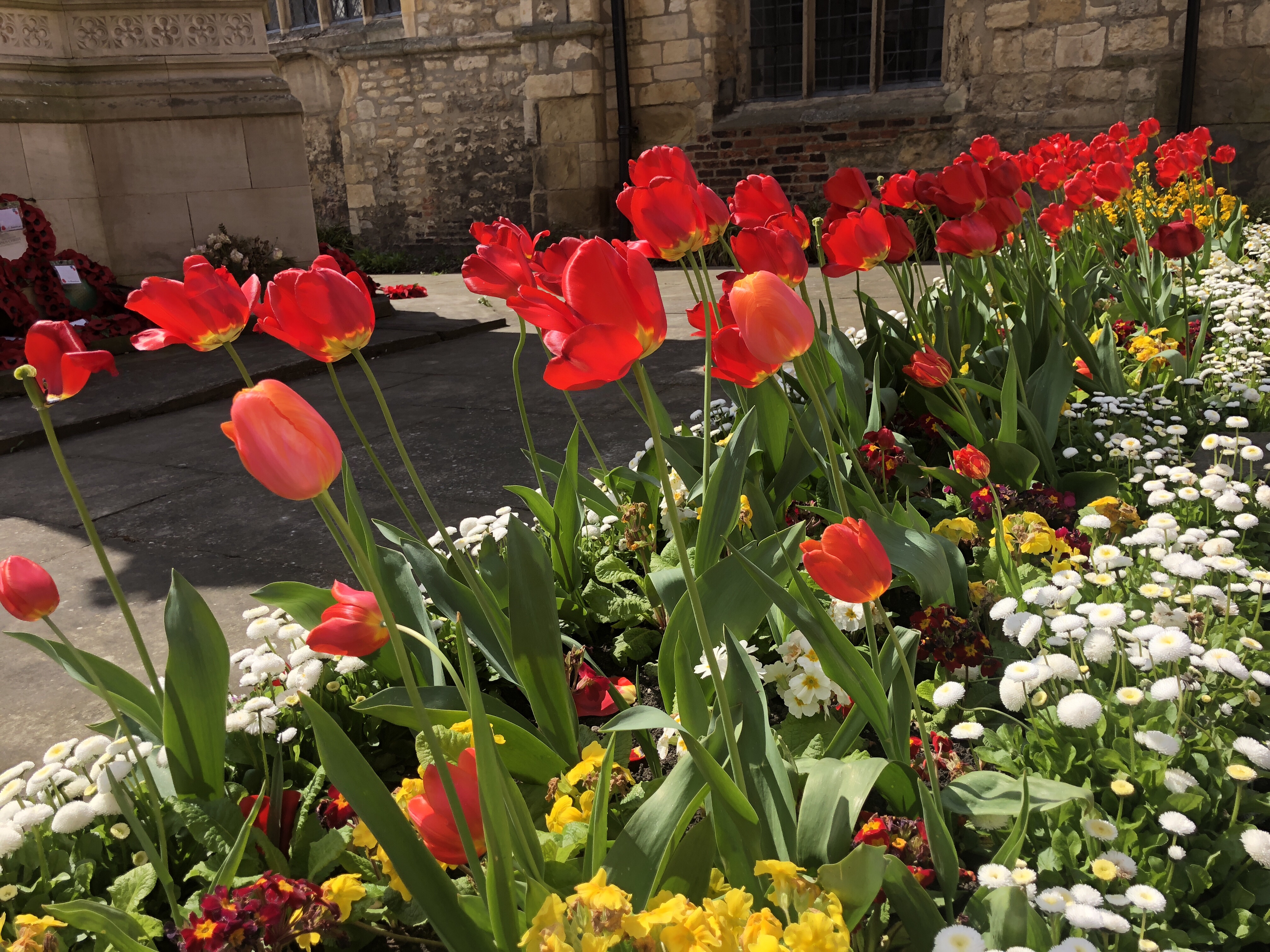 Lincoln City Centre - tulips