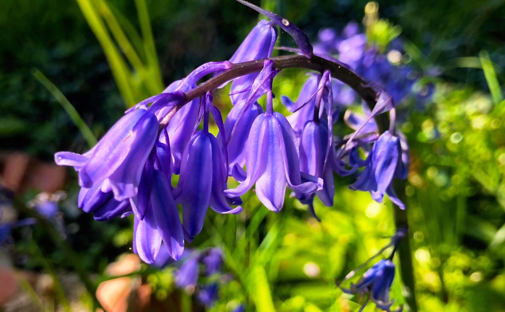 Bluebells