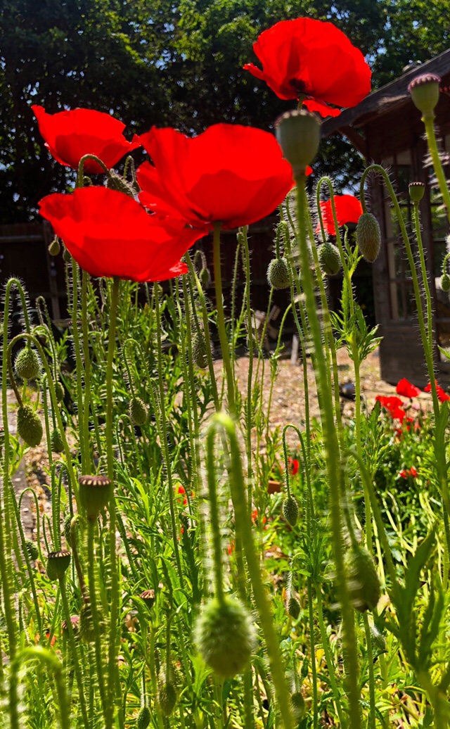 Poppies