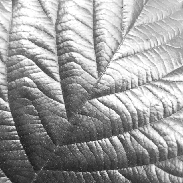 Leaf close up