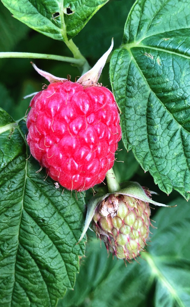 Early Raspberry