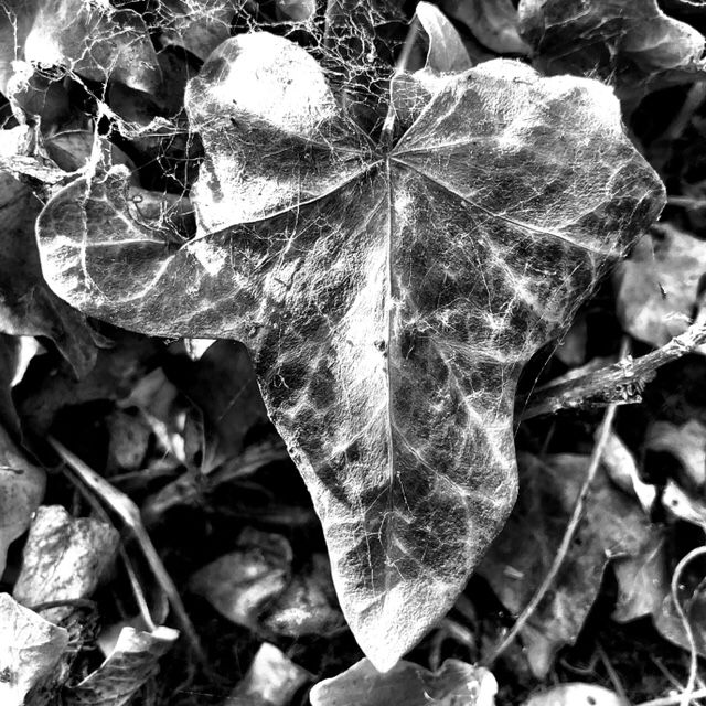 Ivy Leaf