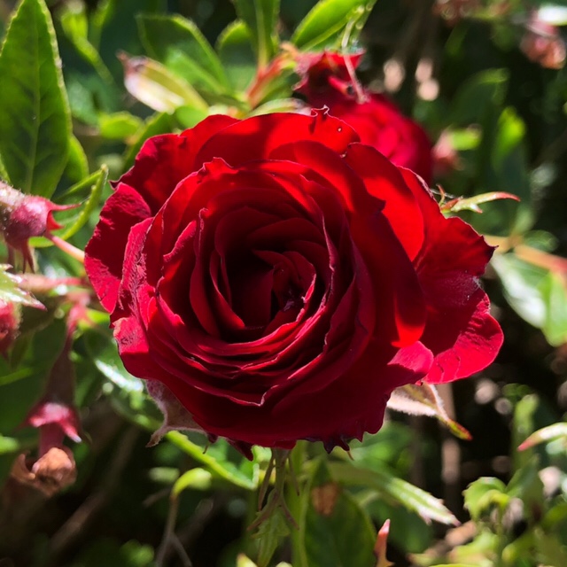 Another red rose