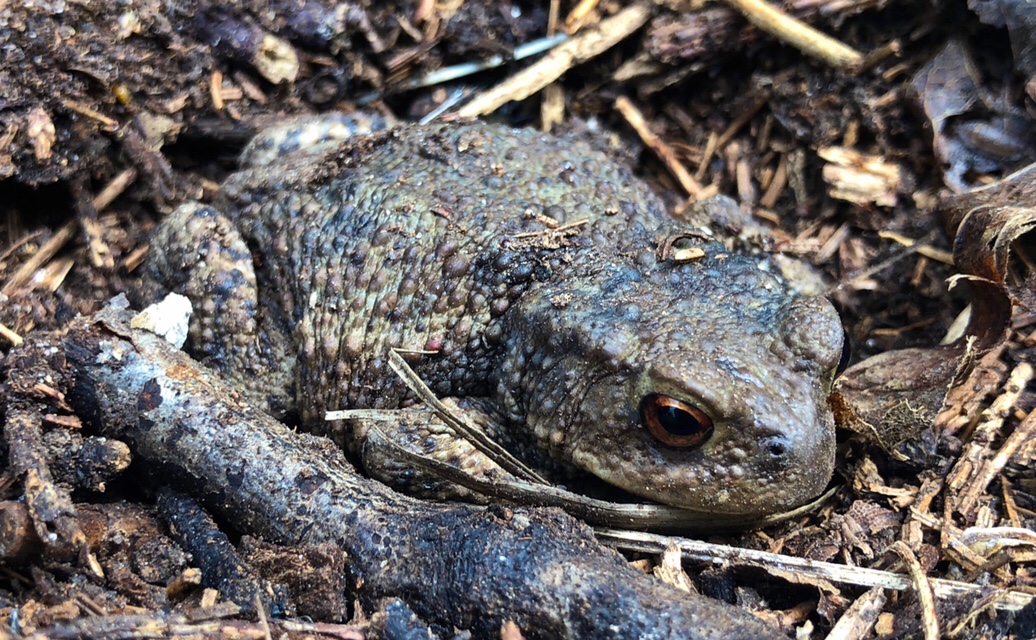 Common Toad