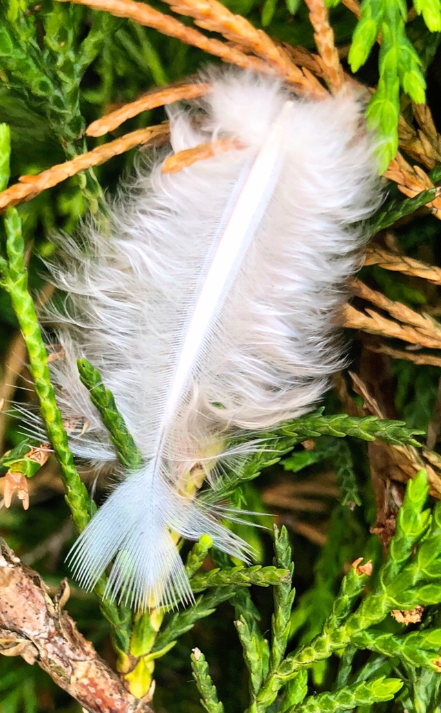 Feather