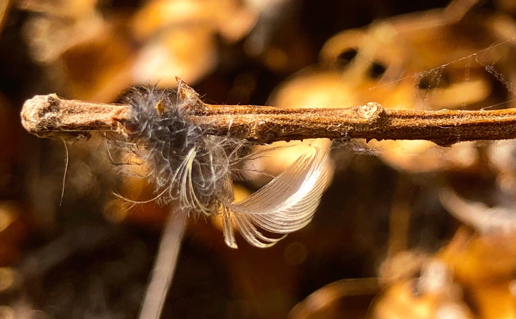 Feather