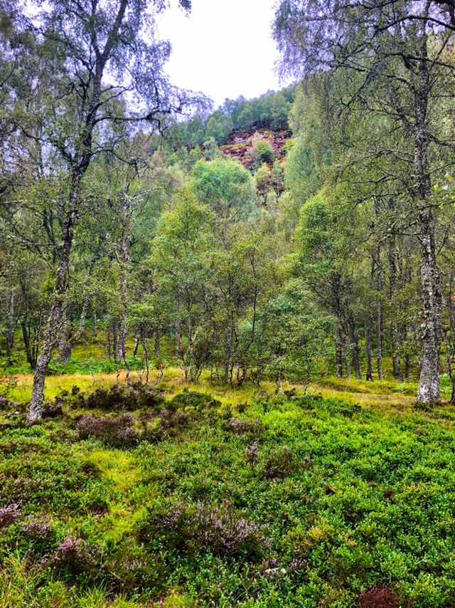 Craigellachie National Nature Reserve