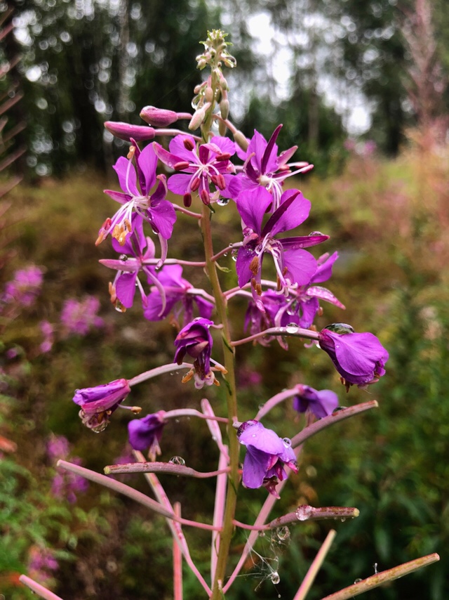 Walking near Aviemore