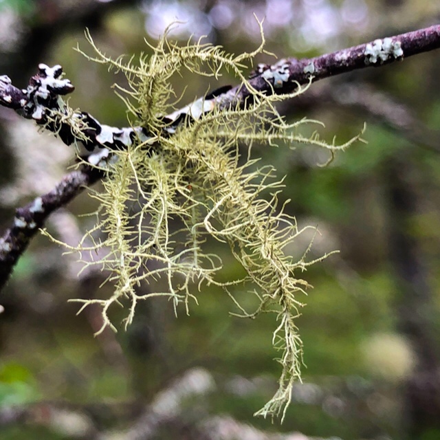 Lichen