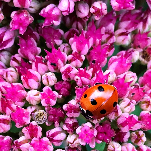 Ladybird