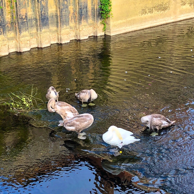 Swan family