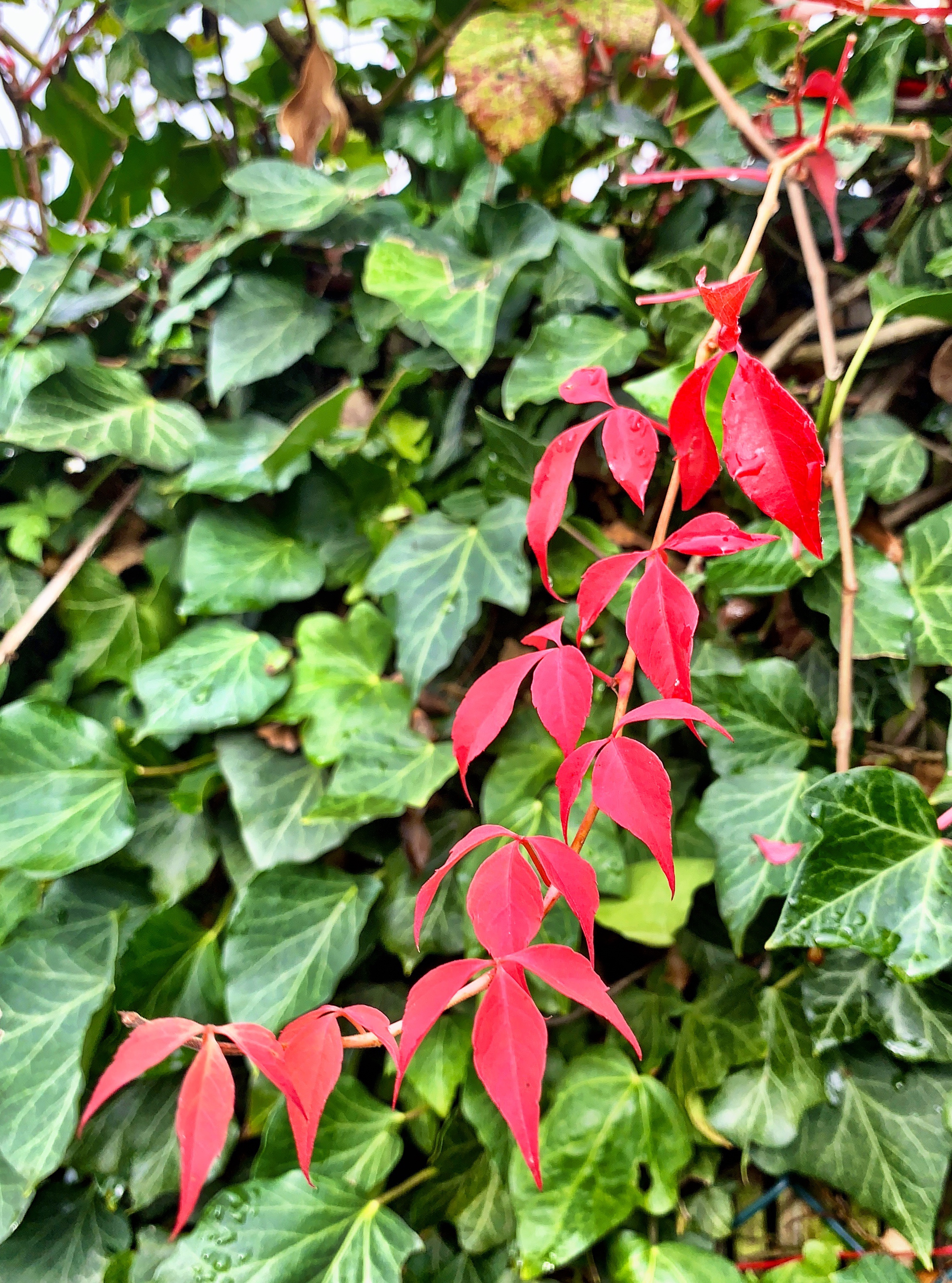 Red and green