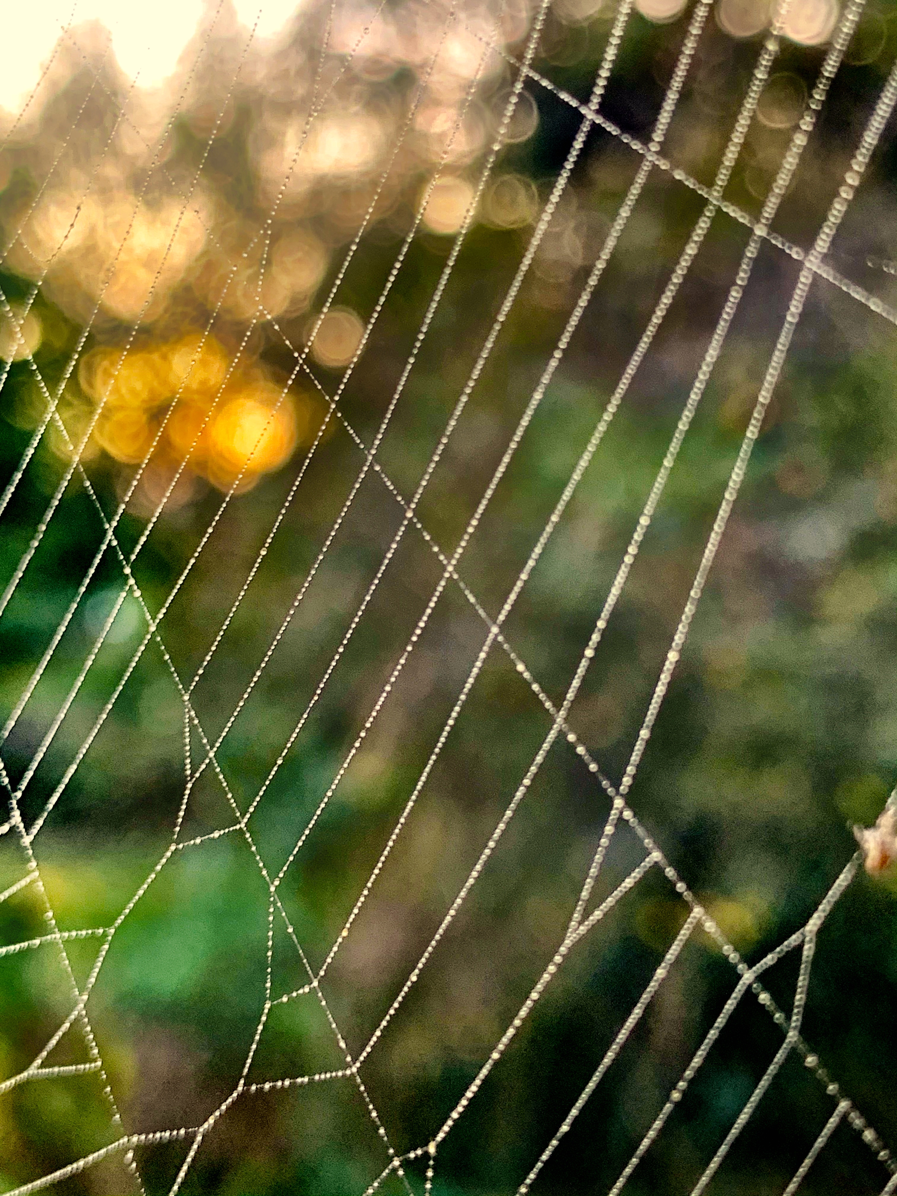 Spider web