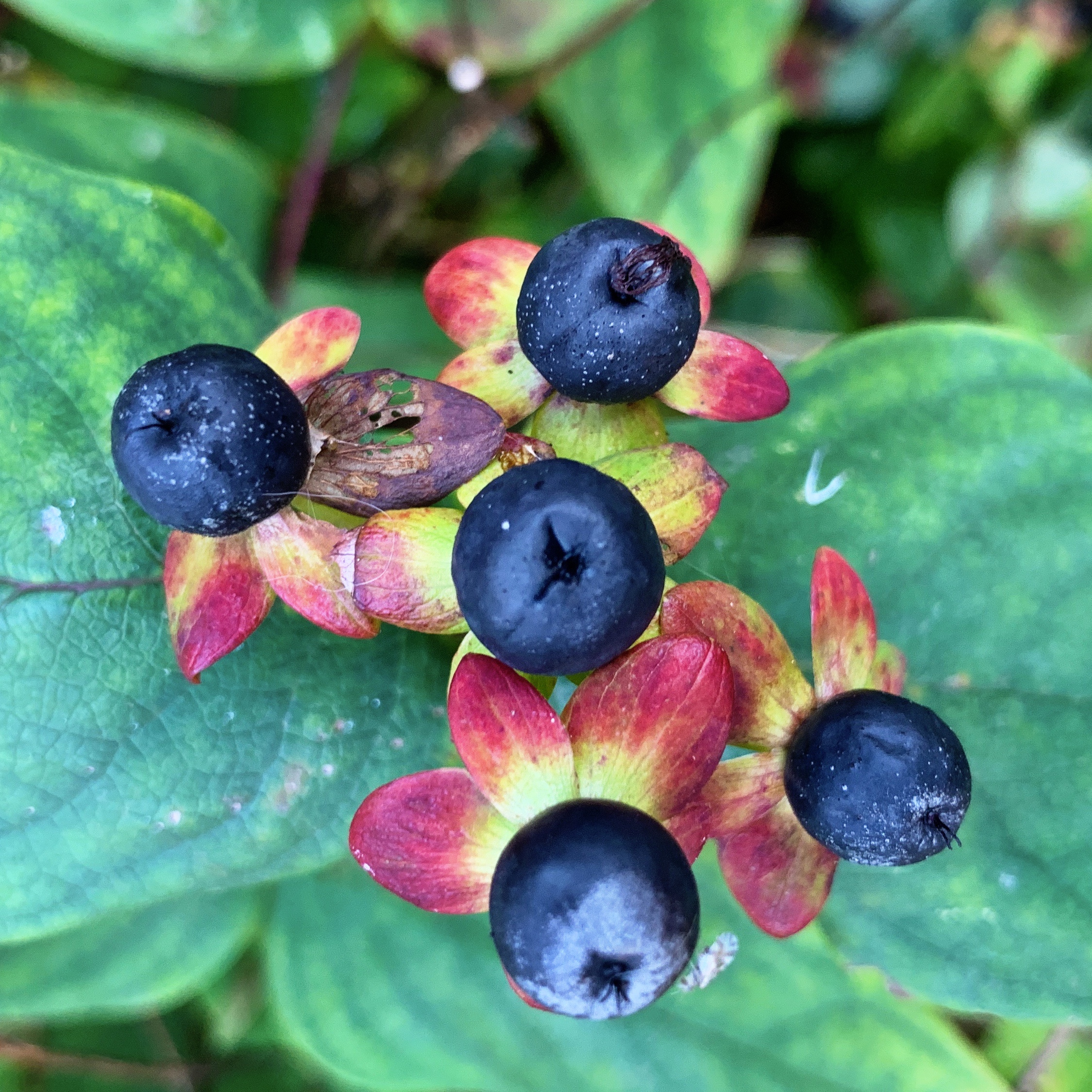 Five Berries