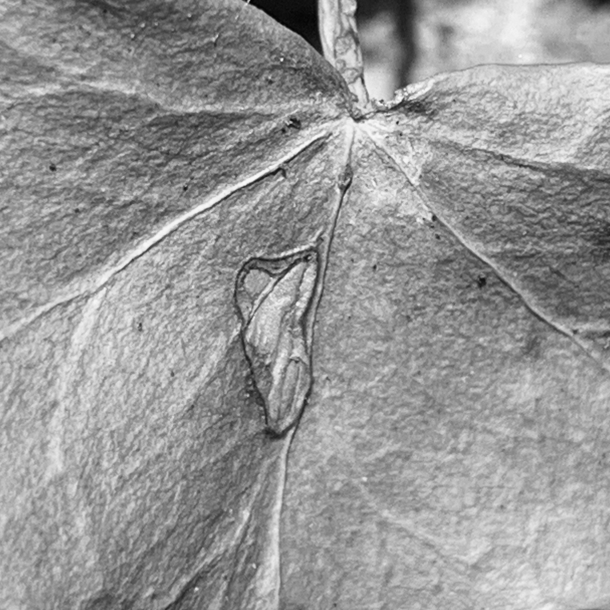 Ivy leaf
