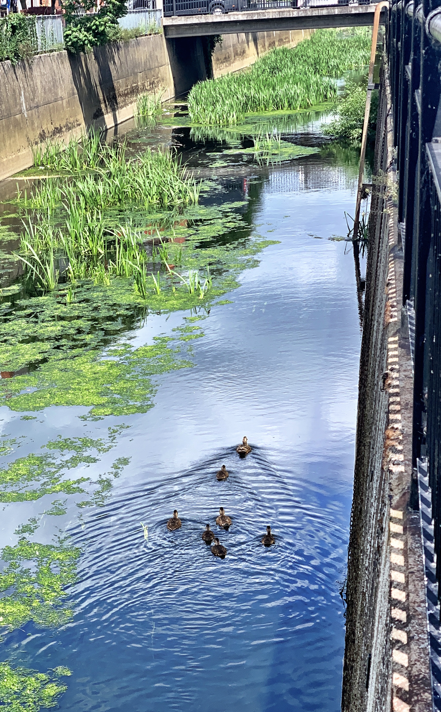 Duck family